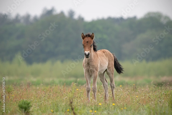 Obraz Exmoor Pony foal