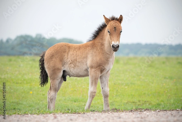 Obraz Exmoor Pony foal