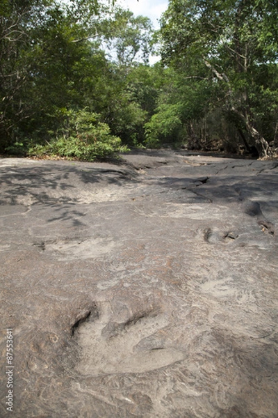 Obraz dinosaur footprints
