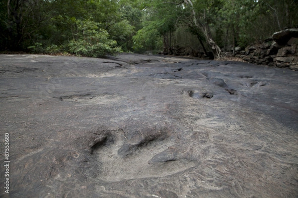 Obraz dinosaur footprints
