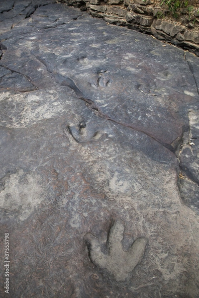 Obraz dinosaur footprints