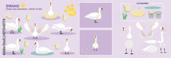 Obraz Cute animated vector swan collection ready to animate with multiple poses and positions rig ready set, animals, nature. 