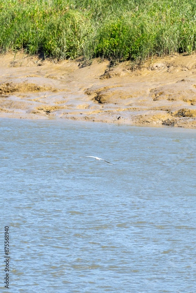 Fototapeta River Wildlife Spoonbill and Crocodile Encounter