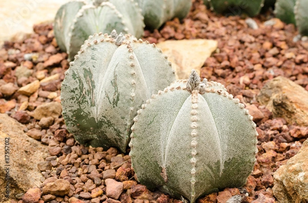 Obraz Astrophytum myriostigma