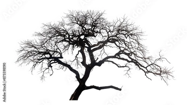 Fototapeta Details dried black leafless tree branches of big tree silhouette on white sky background,isolated. 