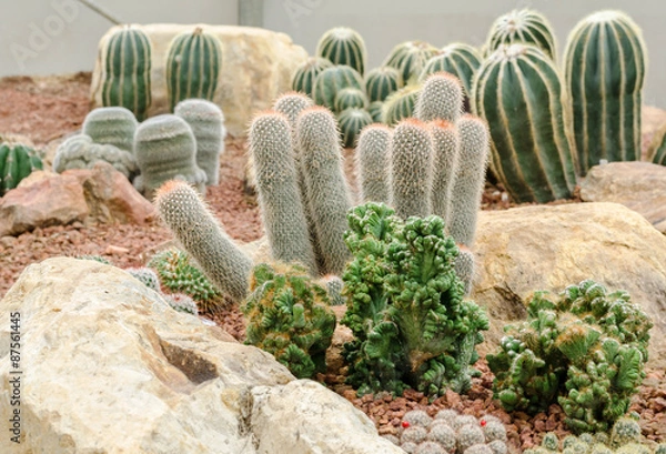 Obraz desert plants (cactus)