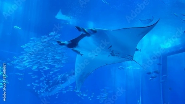 Fototapeta world map