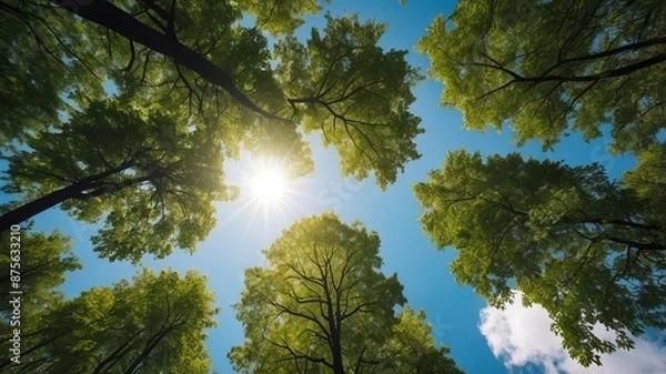 Obraz Looking up Green forest. Trees with green Leaves, blue sky and sun light. Bottom view	