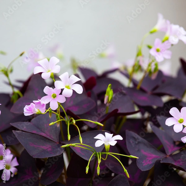 Fototapeta Oxalis triangularis (false shamrock). Blooming Oxalis triangularis, plant in the family Oxalidaceae