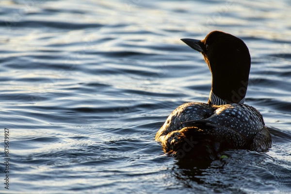 Fototapeta Loon Swimming in a Lake in Minocqua, Wisconsin