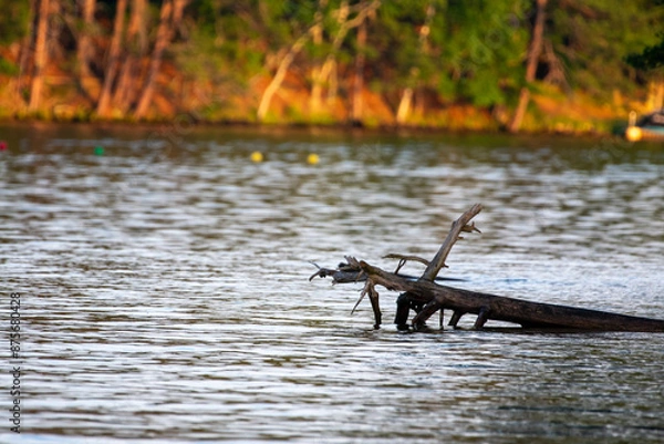 Fototapeta Fallen Tree in Lake Kawagasage in Minocqua, Wisconsin