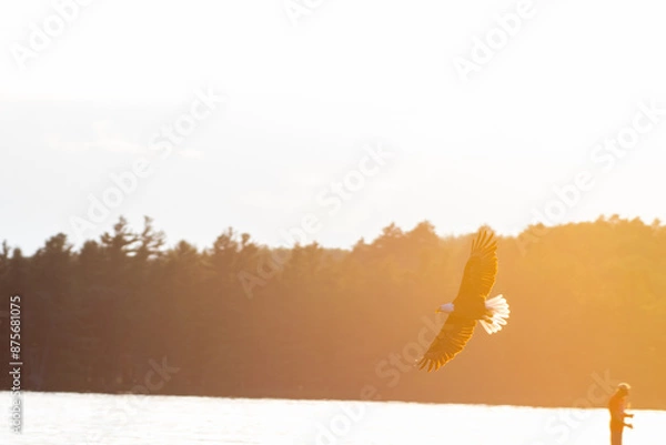 Obraz Bald Eagle Flight At Sunset