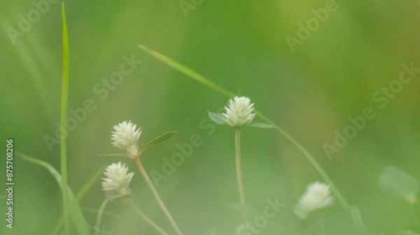 Fototapeta Alligator Weed (Alternanthera philoxeroides), showcasing its vibrant green leaves and delicate blooms. The soft focus creates a serene backdrop, ideal for various design uses