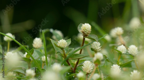 Fototapeta Alligator Weed (Alternanthera philoxeroides), showcasing its vibrant green leaves and delicate blooms. The soft focus creates a serene backdrop, ideal for various design uses