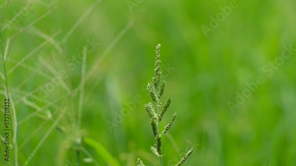 Fototapeta Echinochloa colona (L.) Link, commonly known as Jungle Rice or Awnless Barnyard Grass. This annual grass species is characterized by its slender green stems and clusters of tiny, grain-like seeds.