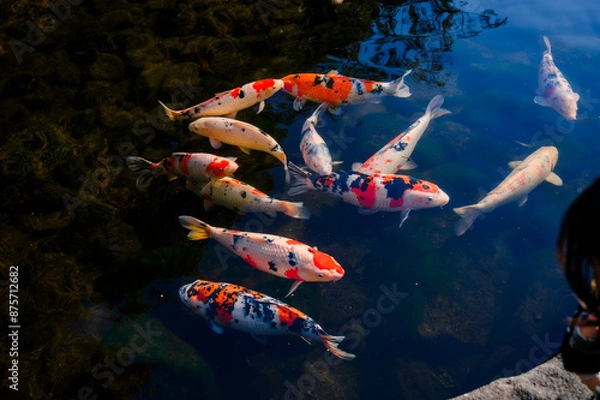 Fototapeta Colorful fancy carps or koi fishes swimming in a pond.Beautiful color japanese koi fish.Koi carp fish swarm many colorful fishes in water.
