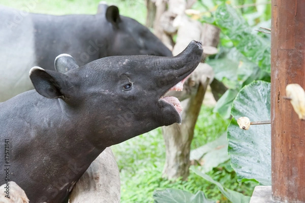 Fototapeta malayan tapir