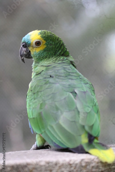 Obraz Turquoise fronted amazon
