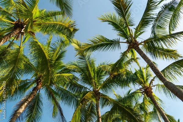Fototapeta Green palm tree against blue sky and white clouds. Bottom view of palm trees tropical forest at blue sky background, tropical nature pattern. Relax natural view