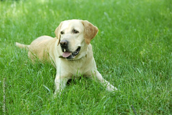 Fototapeta Cute dog resting over green grass background