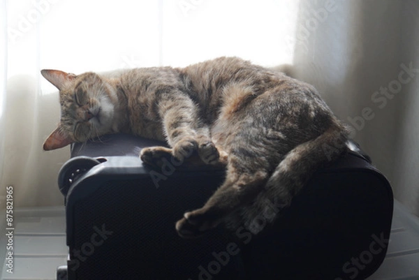 Obraz 眠るキジトラ