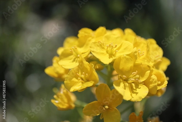 Fototapeta 菜の花