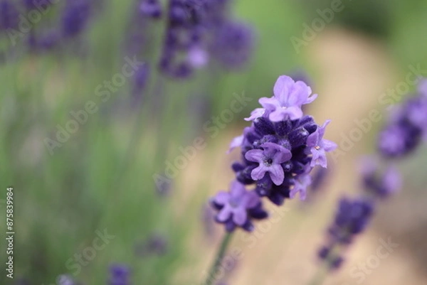 Fototapeta ラベンダー