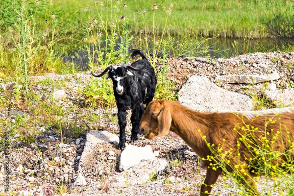 Fototapeta Sheeps in a meadow