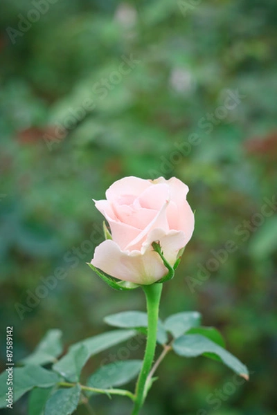 Fototapeta Rose close up