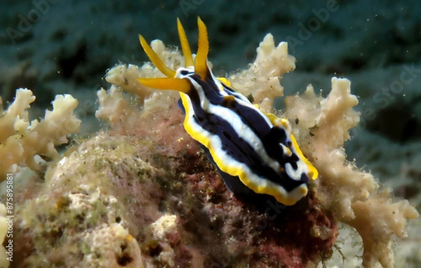 Obraz nudibranch from red sea. Generative AI.