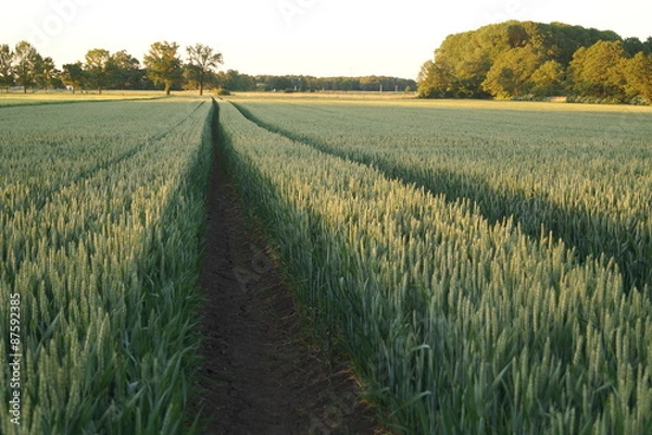 Fototapeta ślady w młodym zbożu