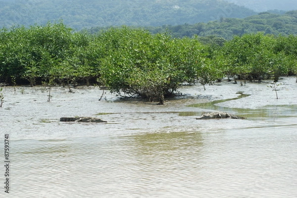 Fototapeta crocodiles