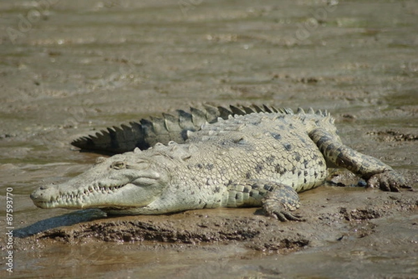 Fototapeta crocodile