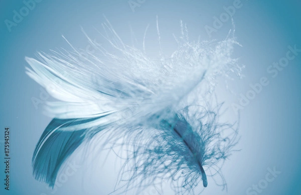 Fototapeta Beautiful feather on blue background. Birds feather texture, with reflection, close up. One Bird feather rotating, macro shot. Softness concept. 