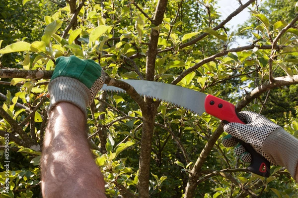 Obraz Pruning Saw