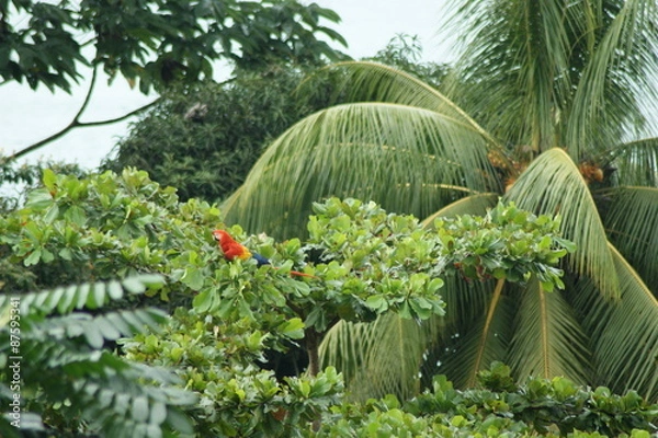 Fototapeta ara rouge