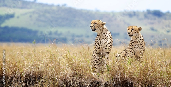 Obraz Dwa gepardy patrzą w lewo