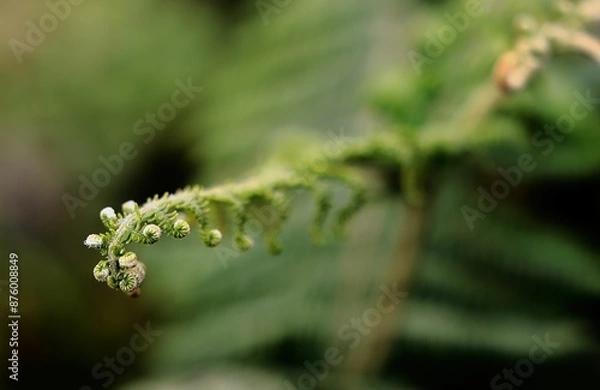 Fototapeta Misty landscape of a lush green field with ancient twisted trees in Fanal Forest, Madeira, Portugal.