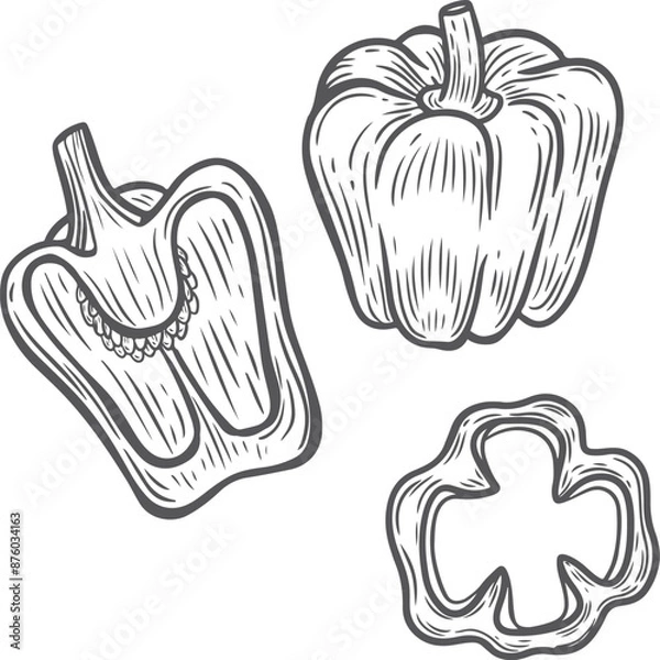 Obraz Pepper vegetable engraving vector illustration isolated on white background.