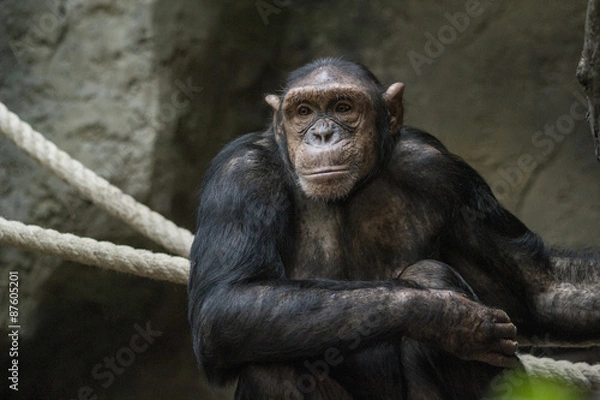 Fototapeta chimpanzee