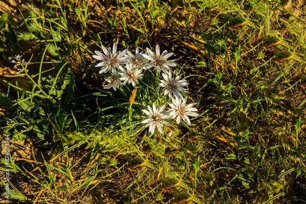 Obraz Цветы Мангыстау