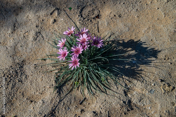 Obraz Цветы Мангыстау