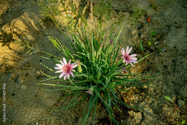 Obraz Цветы Мангыстау