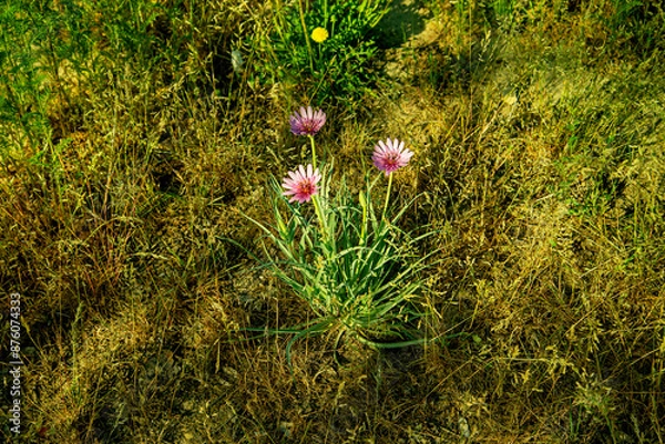 Obraz Козлобородник