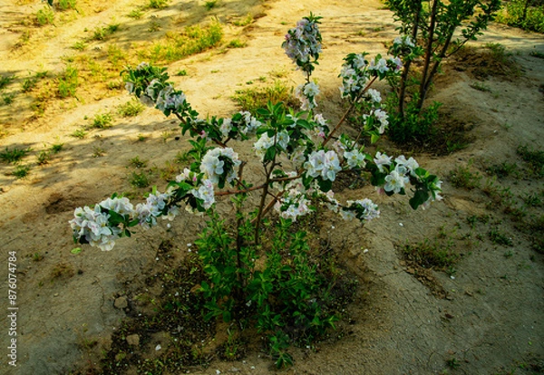 Obraz Яблонька