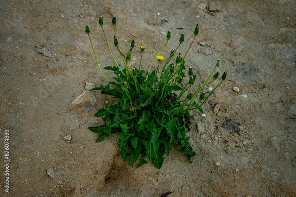 Obraz Одуванчики