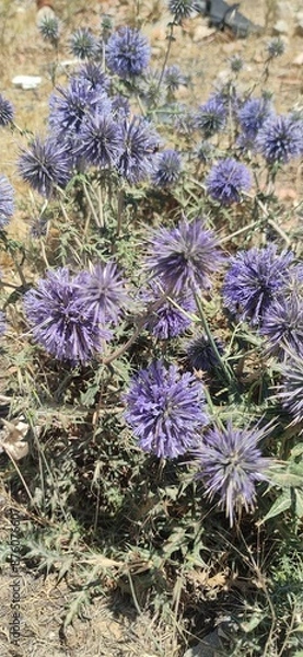 Obraz Echinops ritro