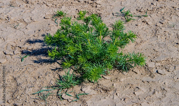 Obraz Растительность пустыни