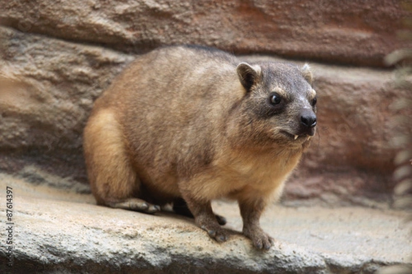 Fototapeta Rock hyrax (Procavia capensis).
