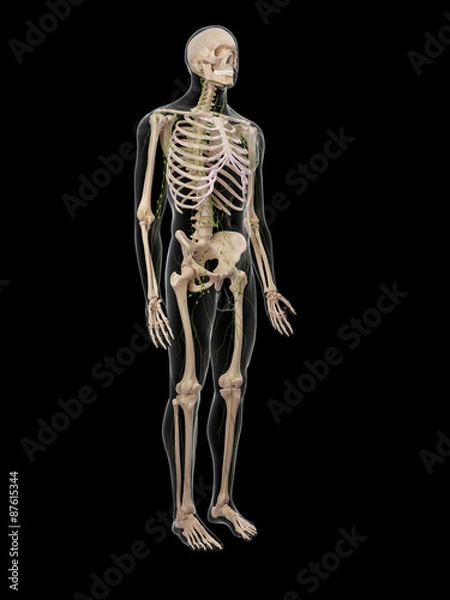 Fototapeta medically accurate illustration of the lymphatic system